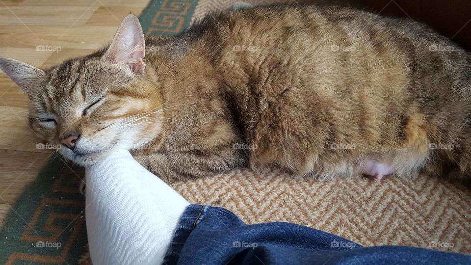 Cat, Cute, Pet, Kitten, Mammal