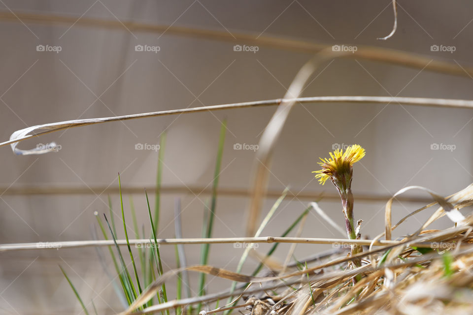 Coltsfoot in the middle of undergrowth with grass and old leaves