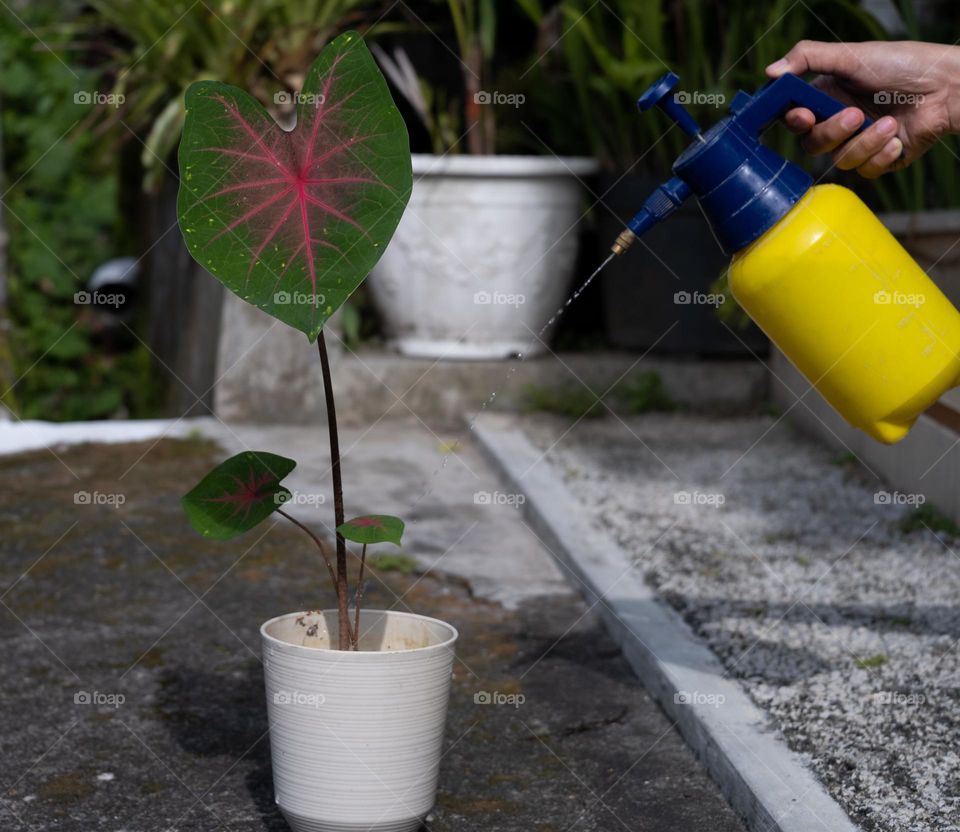 one of my activities on holidays is watering the plants so that they thrive