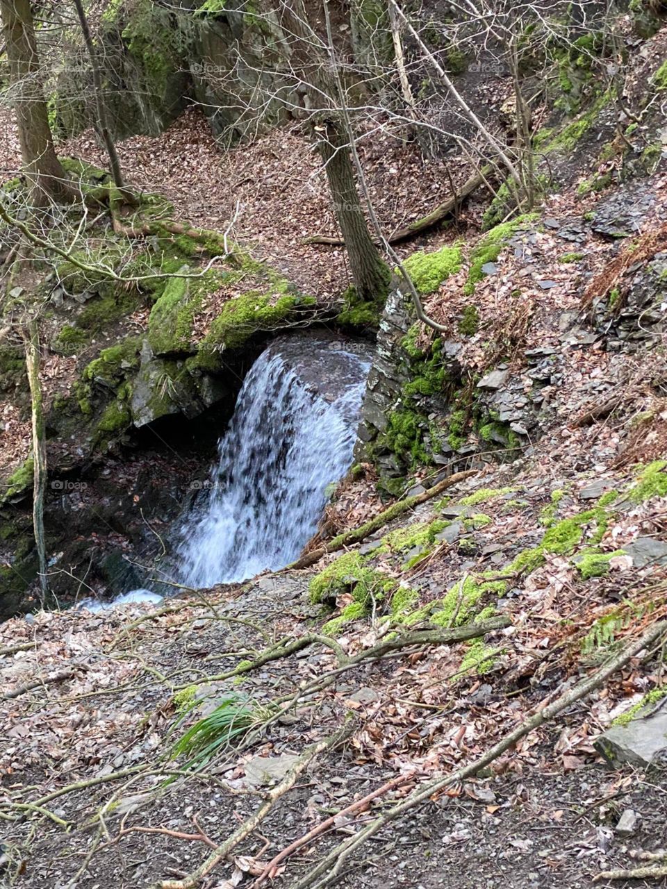 germany woods with small waterfall