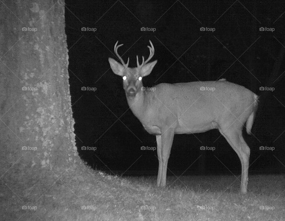 Deer on trail cam.