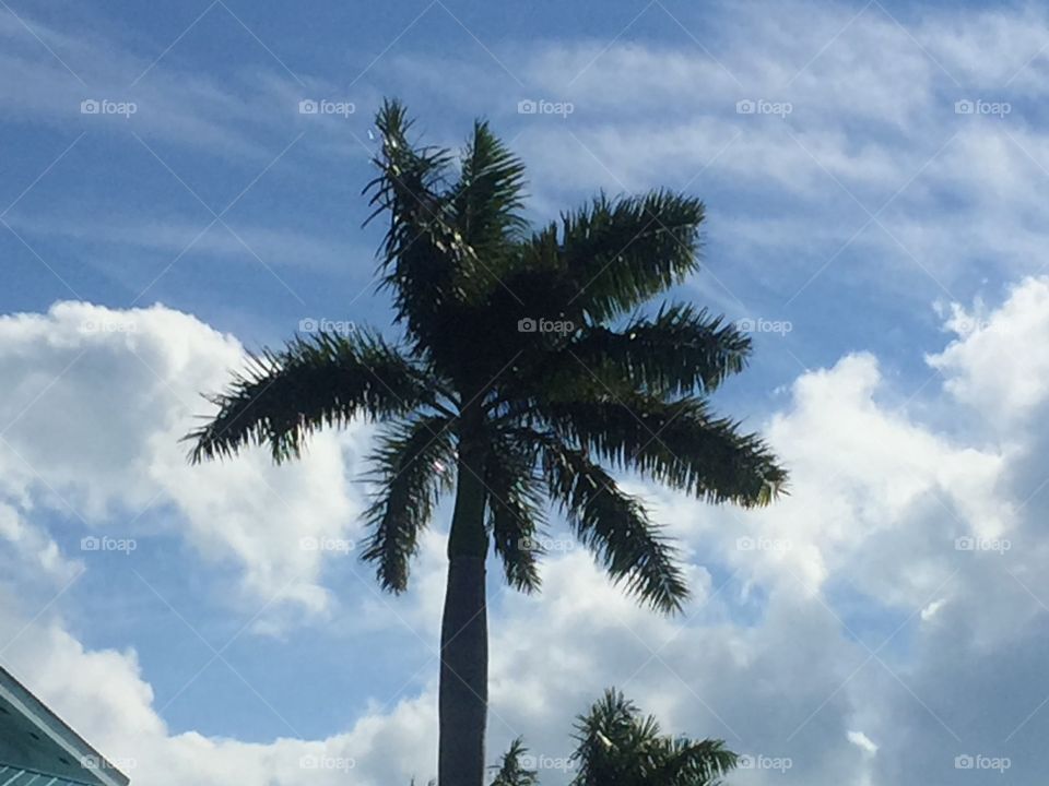 Palm Trees 