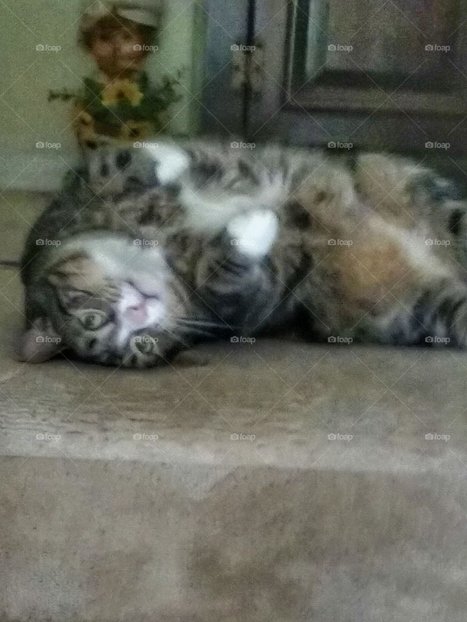 Louie the Tabby cat. my cat greeting me as i walk up the stairs.