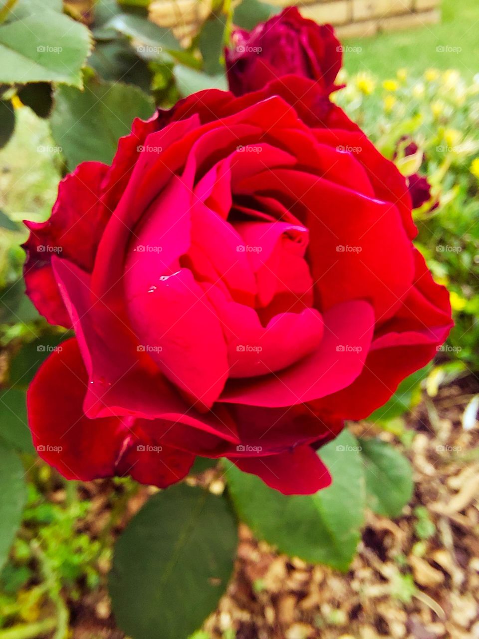 Rose in full bloom during the month of love