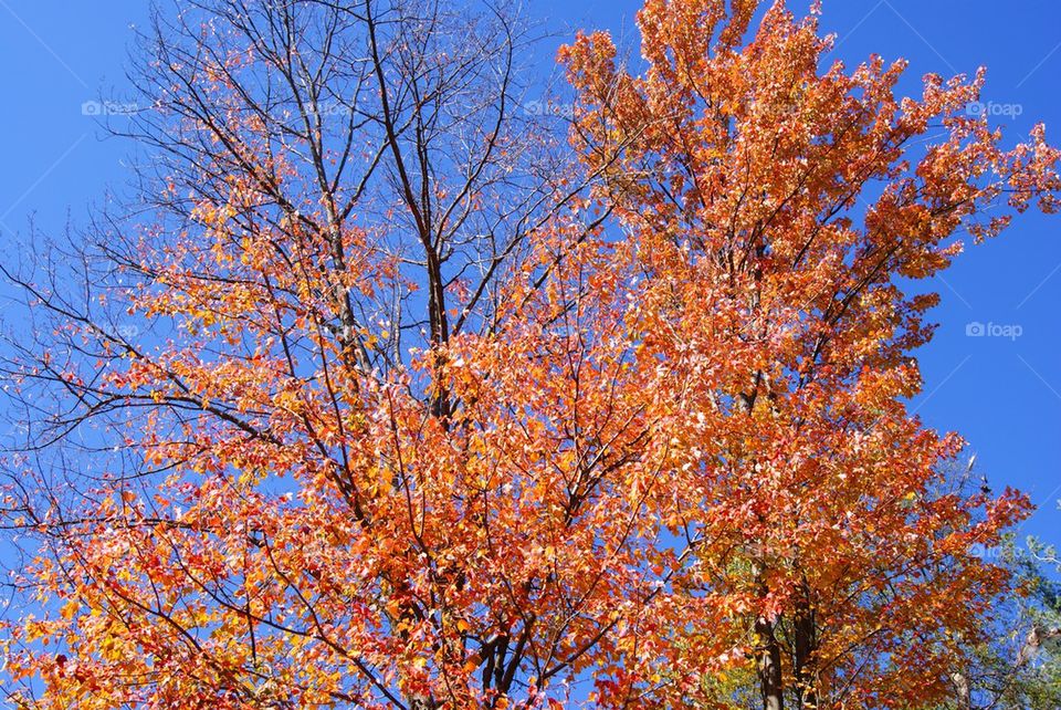 Fall trees