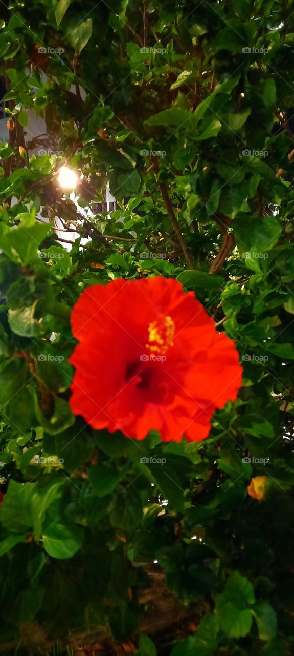 Flor vermelha em uma noite fria