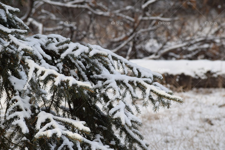 Evergreen In the Snow
