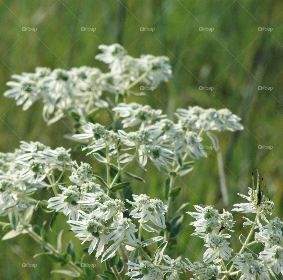 snow on the mountain