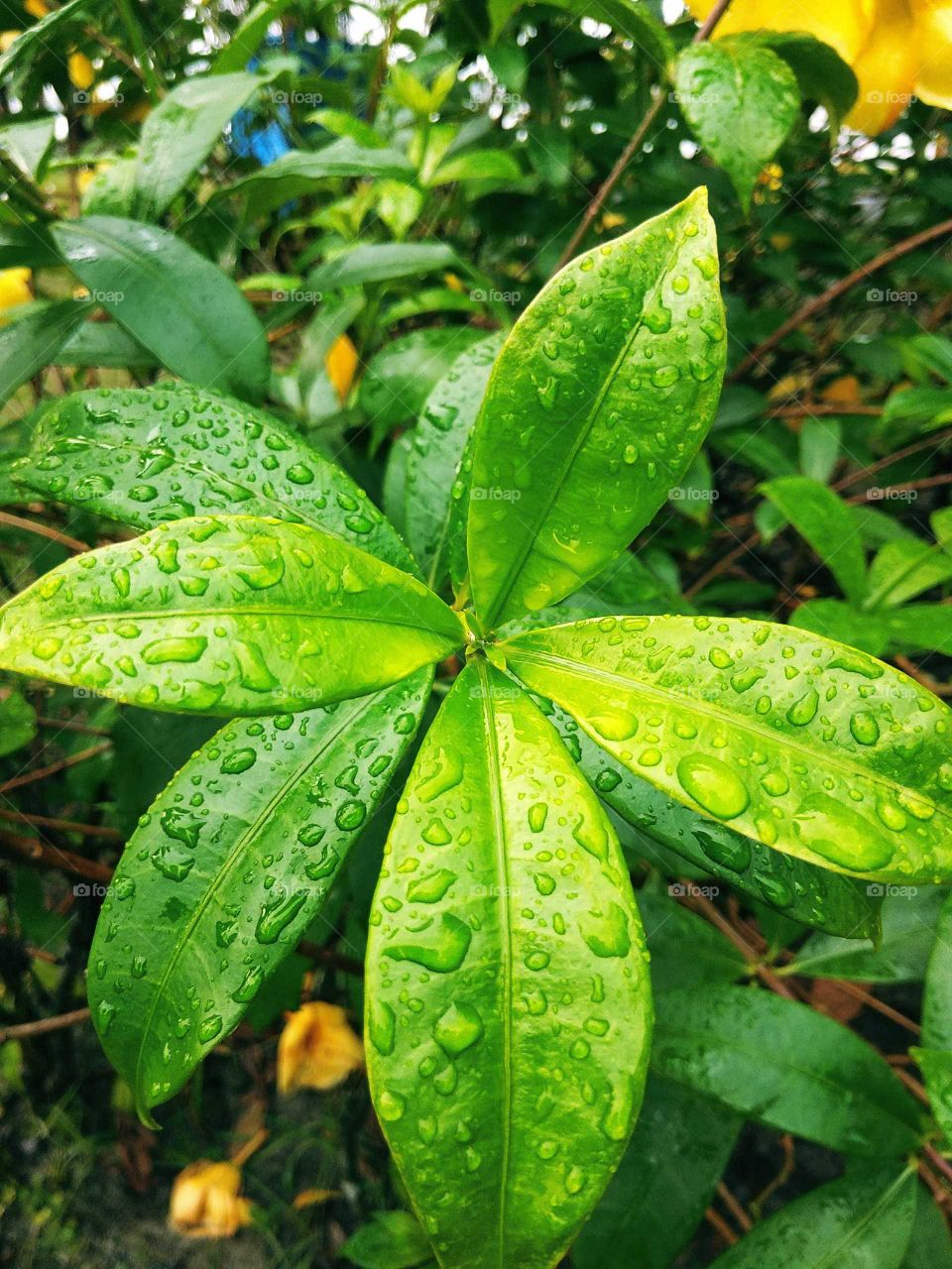 green leaves in water drop