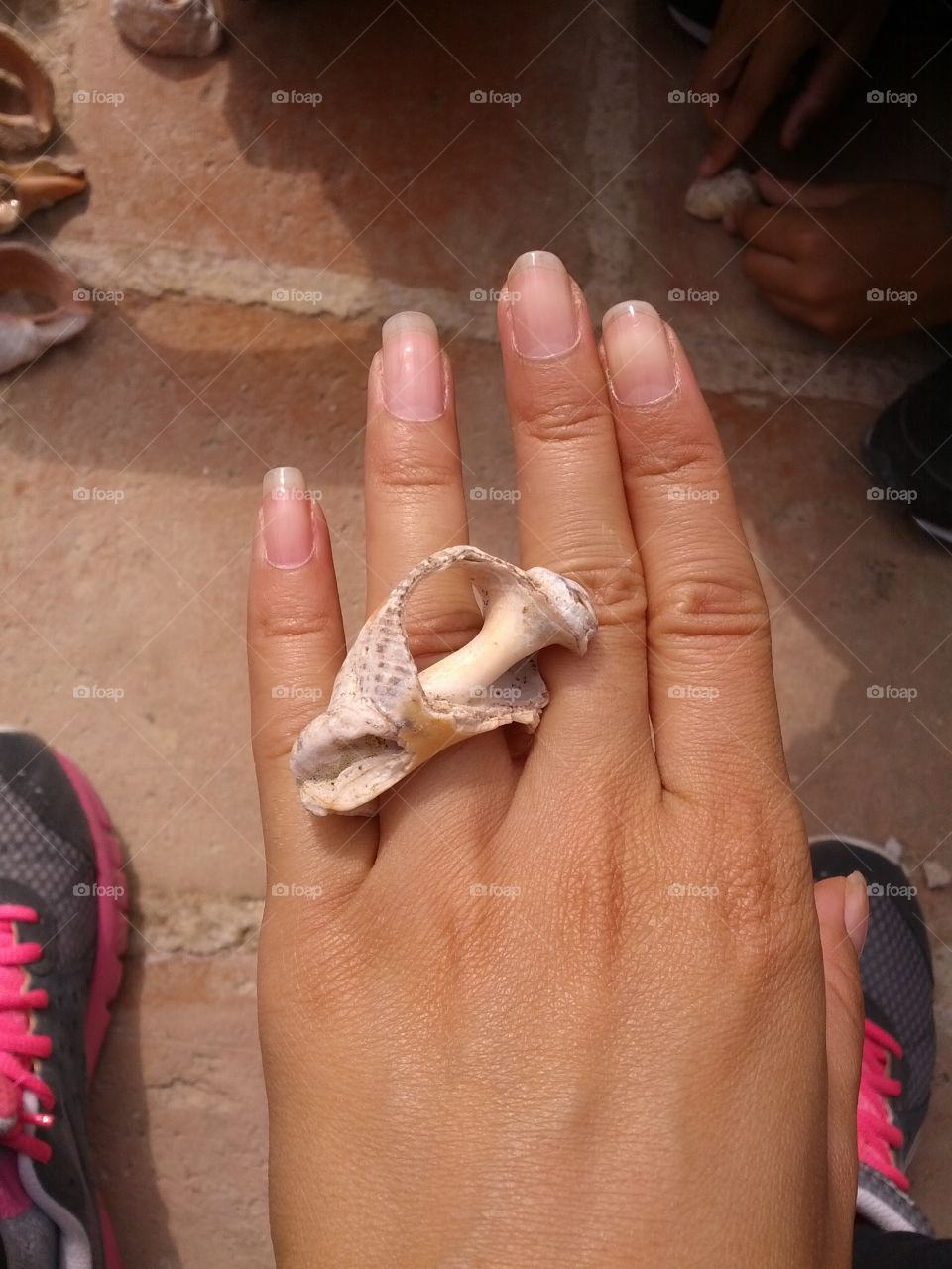 Sea Shell