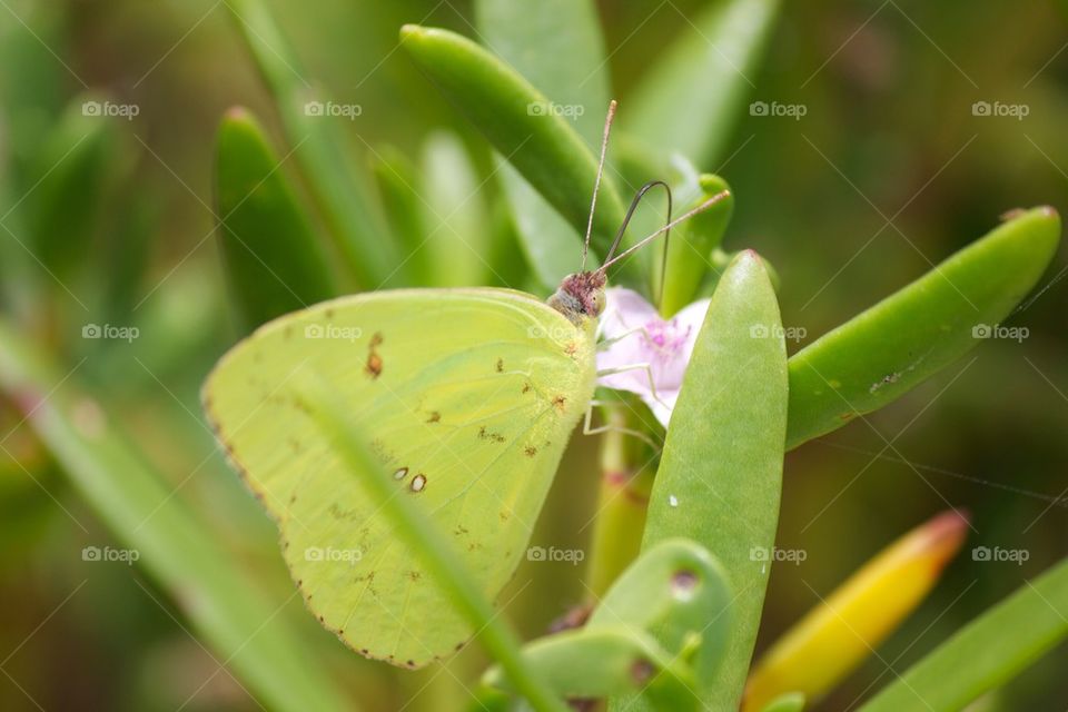 Close-up of butterfly