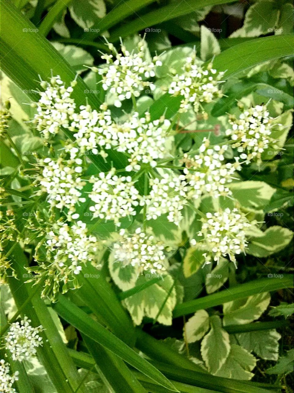 Queen Anne Lace Flower