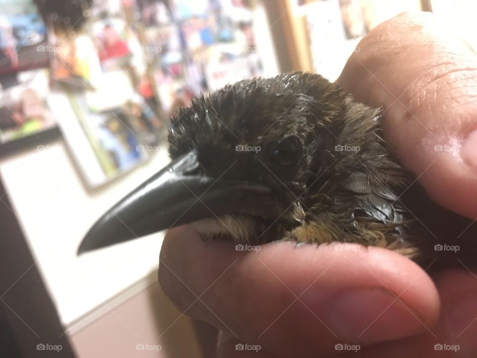 Mocking bird that is hurt