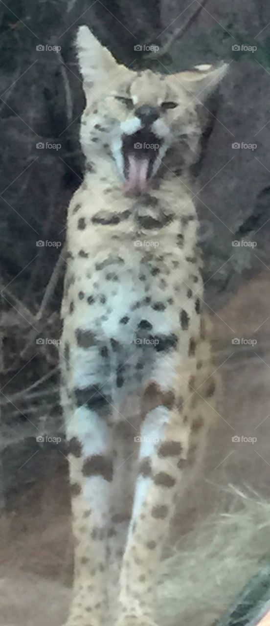 Serval yawning. San Diego zoo 