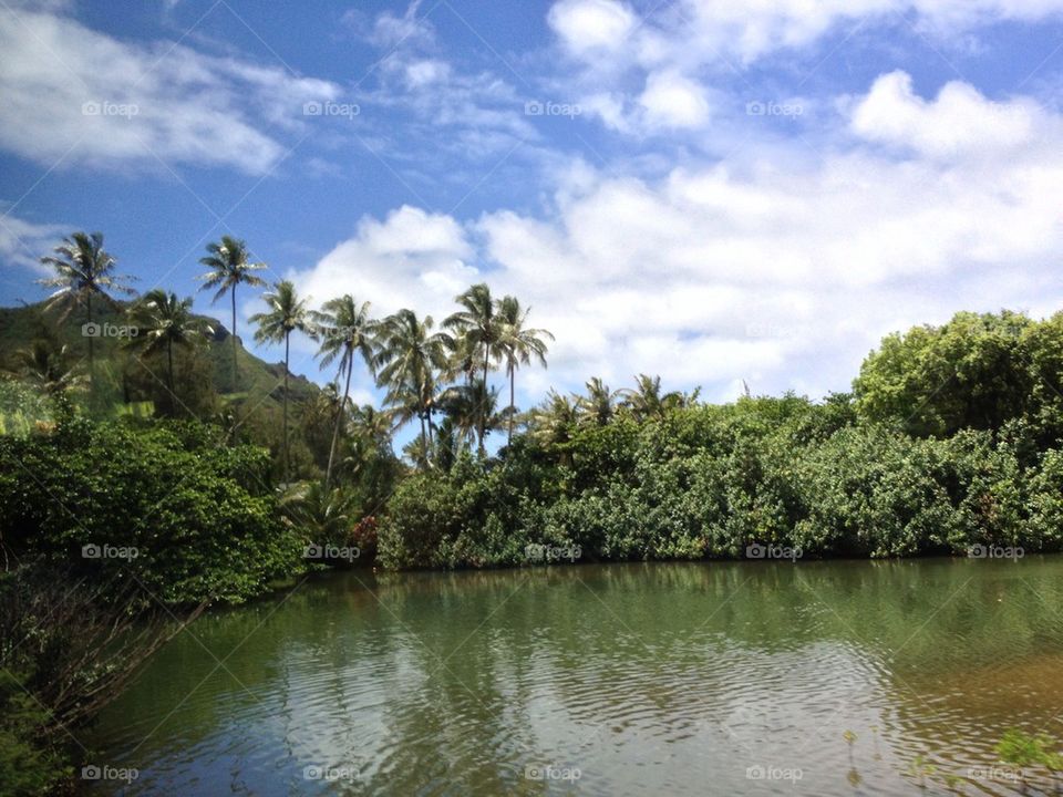 Hawaiian Lagoon