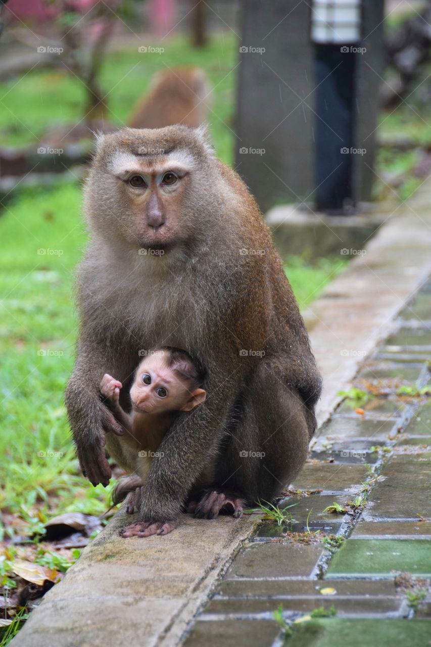 Wild macaques, mother and child