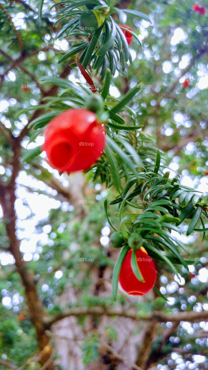 tree fruits