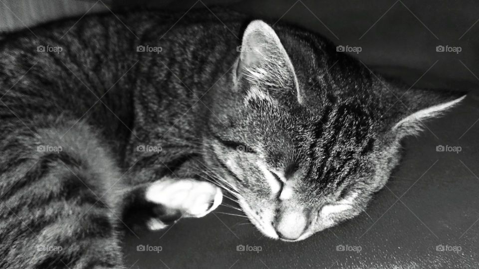 Sleeping Tabby in black and white