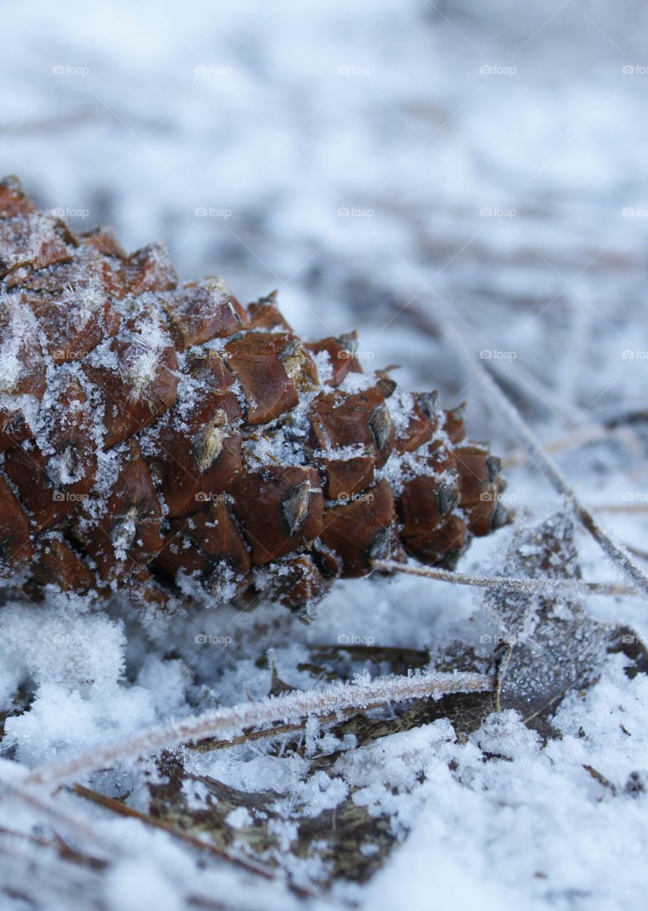 Pine cone in the Sierra snow