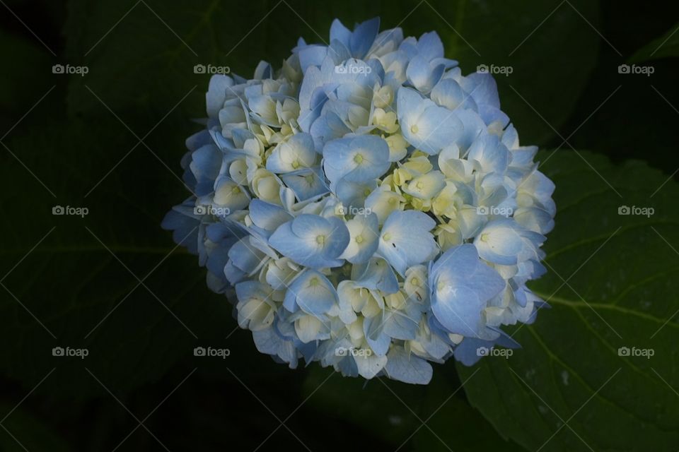 Hydrangeas in bloom