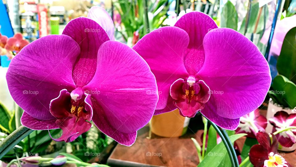 Twin Orchids . Twin pink orchids