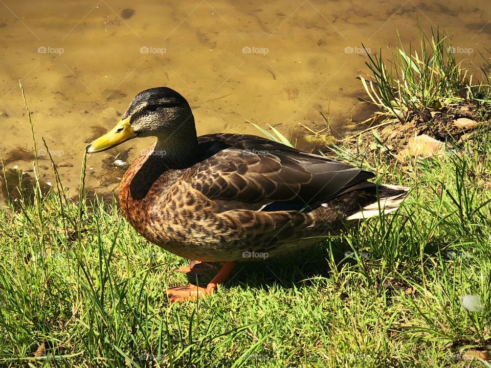 Duck is the common name for a large number of species in the waterfowl family Anatidae which also includes swans and geese.