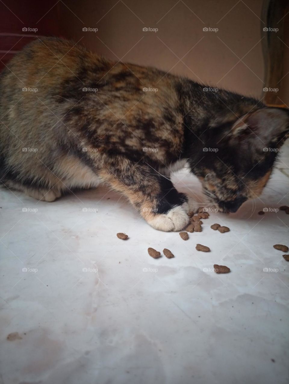 Colorful Cat is Eating