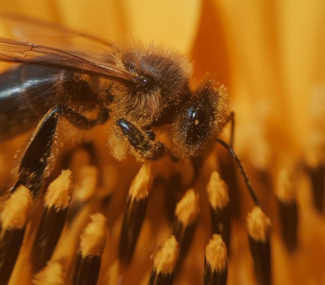 A bee collects pollen on a sunflower