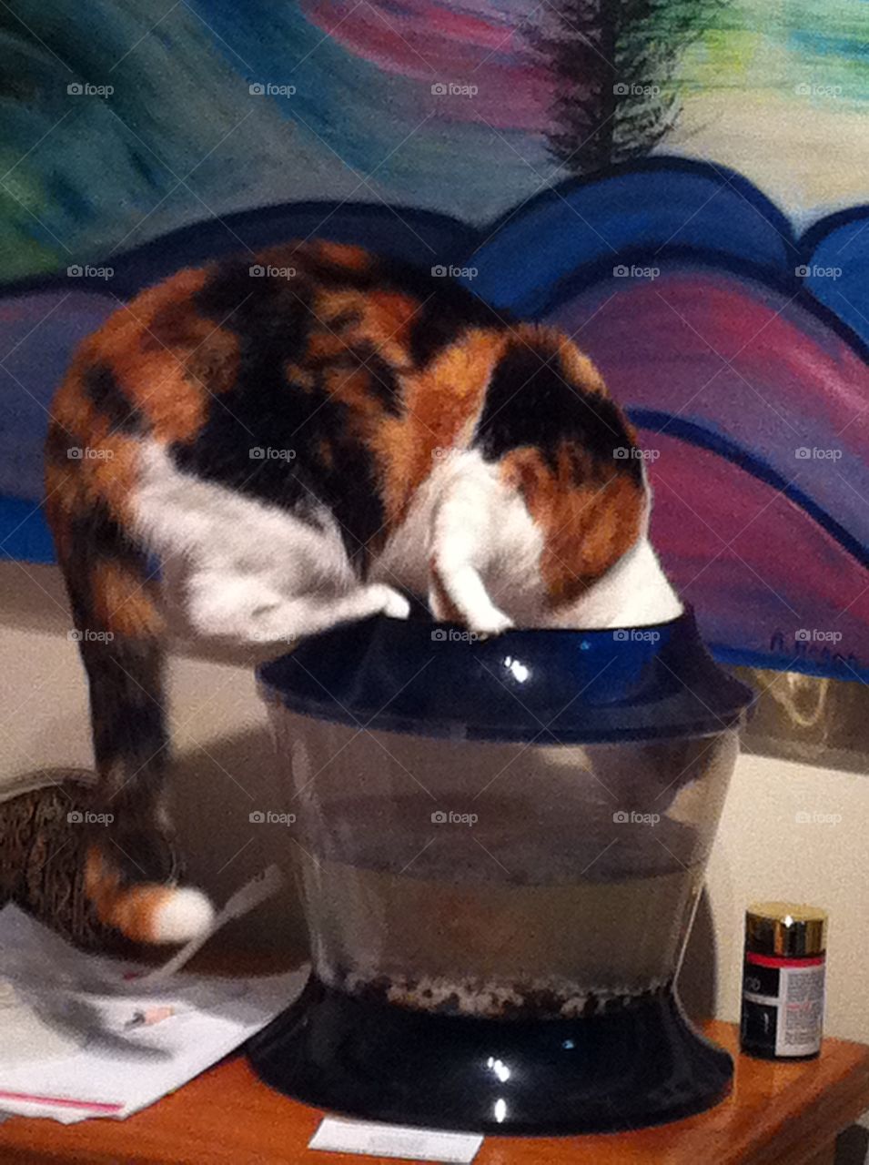 Cat head in fish bowl