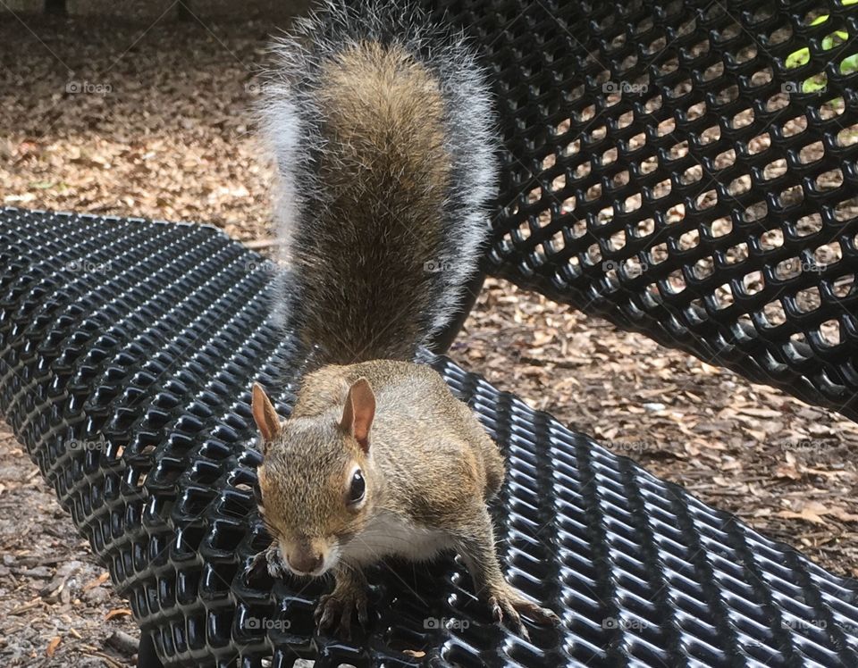 Curious squirrel 