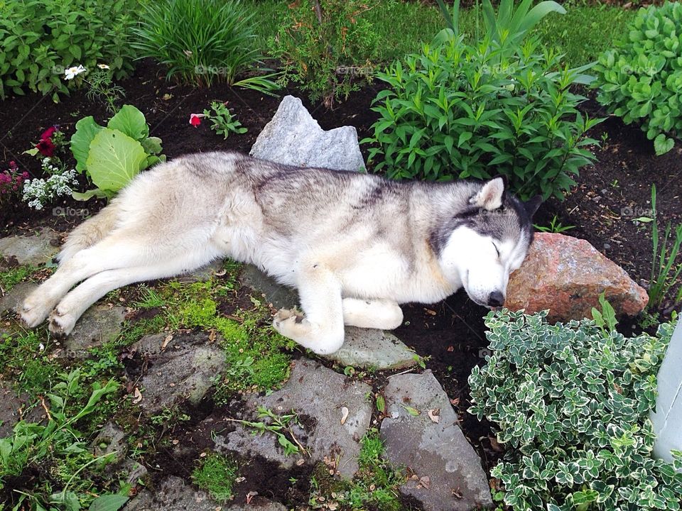 Nap time in flower bed