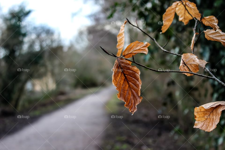 Close-up of dry leaves on tree