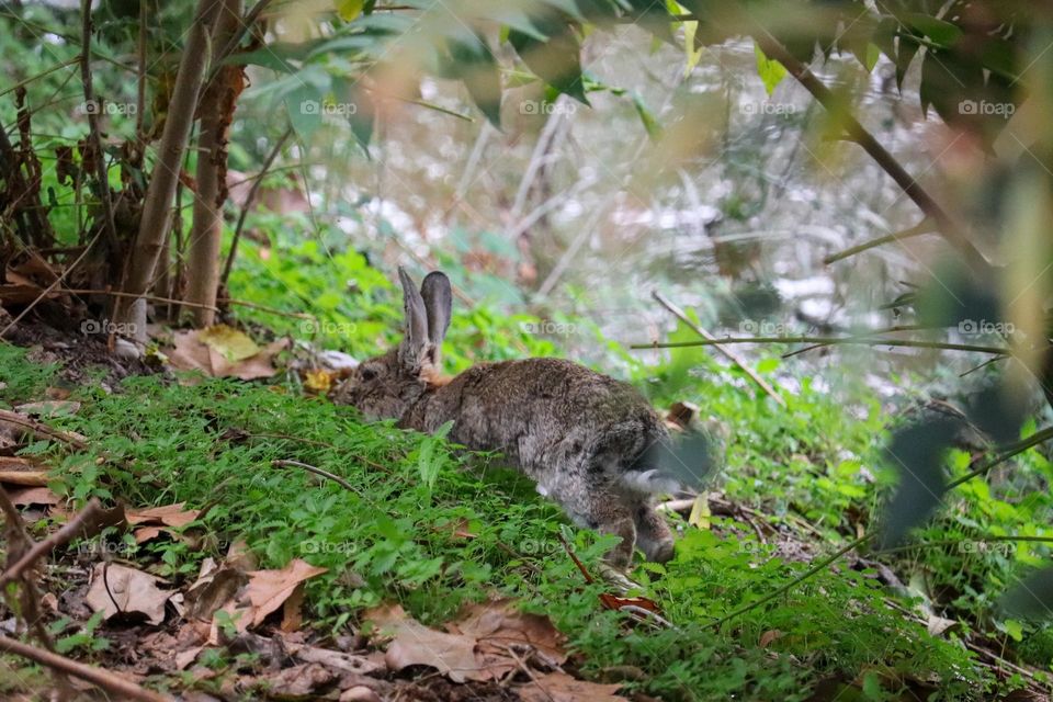 A wild rabbit in a wooded part of the city of Madrid