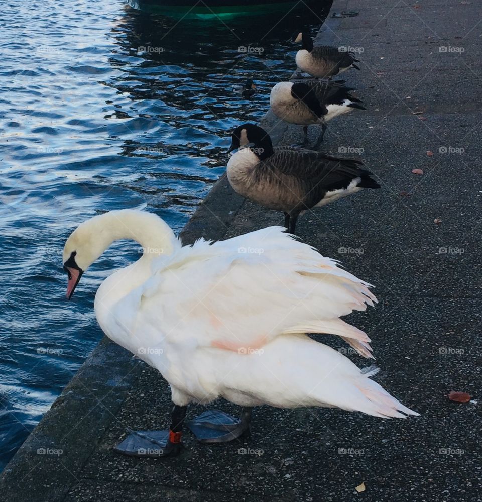 Swan and ducks