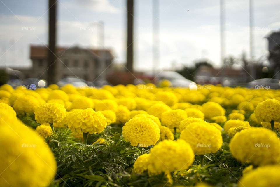 Focused yellow flowers and traffic