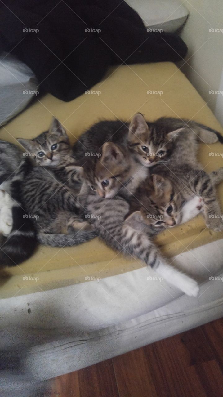 Cat, Mammal, Pet, Kitten, Cute