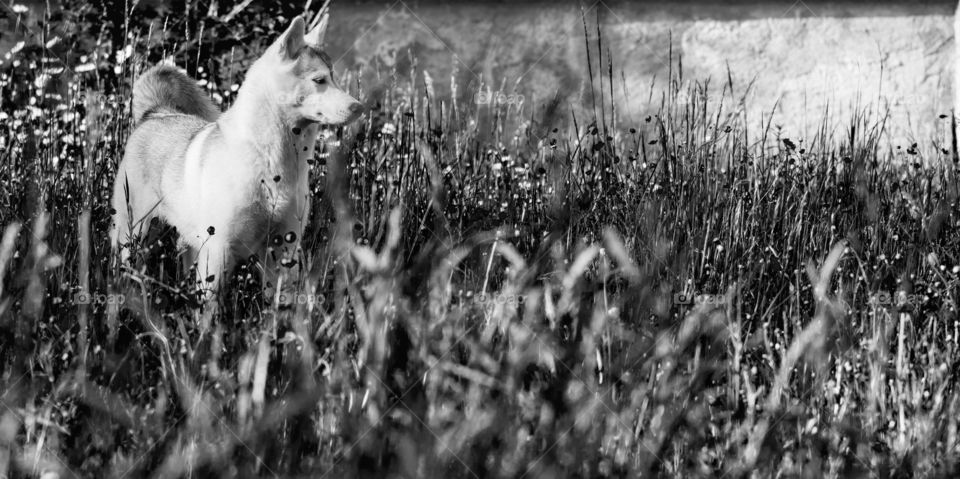 Siberian Husky dog in a field with tall, uncultivated grass, black and white photo