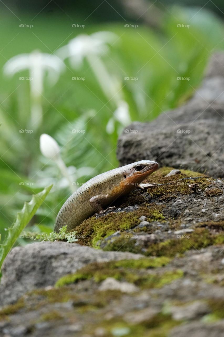 A little lizard climb up the stone… 