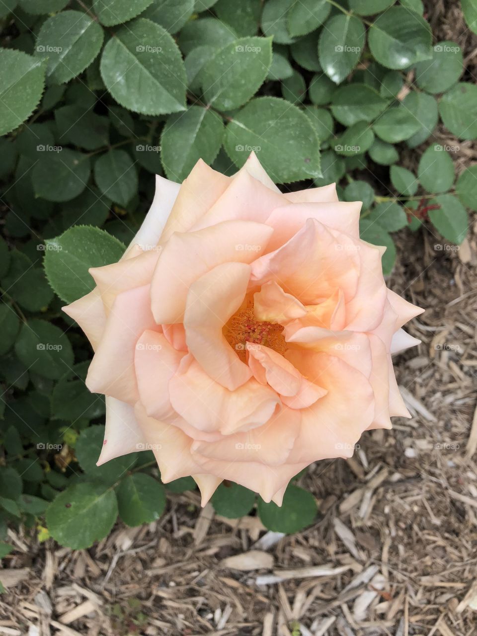 A lovely orange pastel colored flower. Picture taken at the rose garden in Colonial Park in Somerset, NJ. 