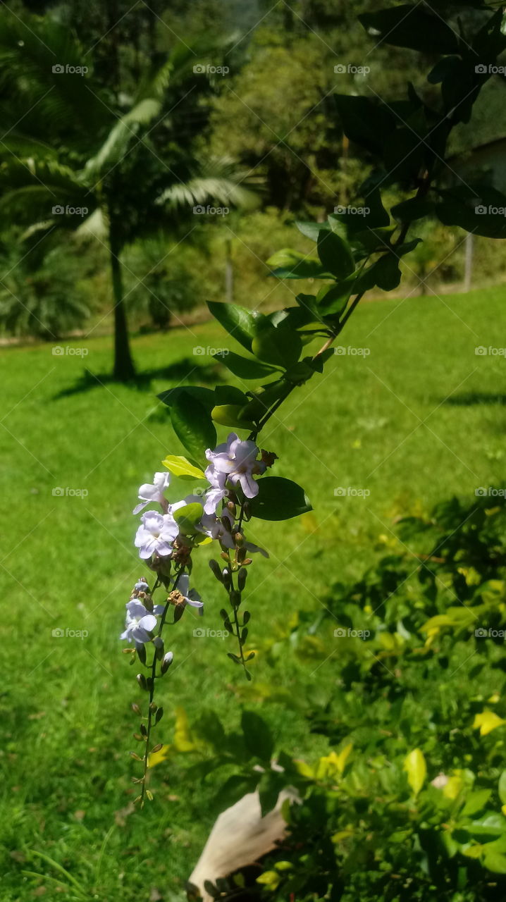 PLANT GARDEN FLOWERS BOTANICAL ENVIRONMENT