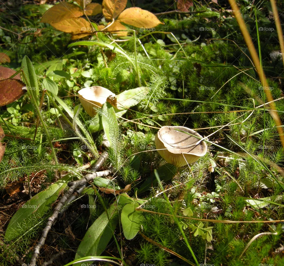 Autumn mushrooms.
