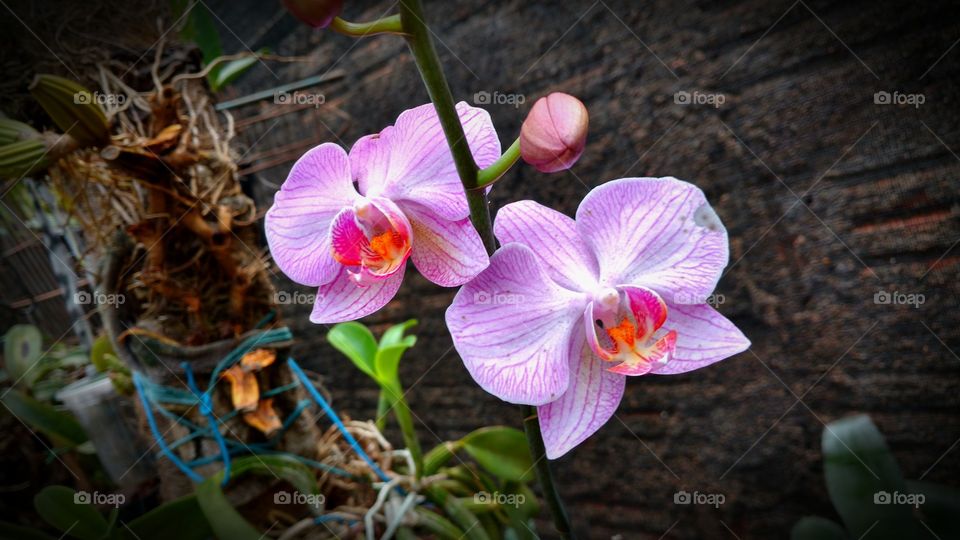 orquídea