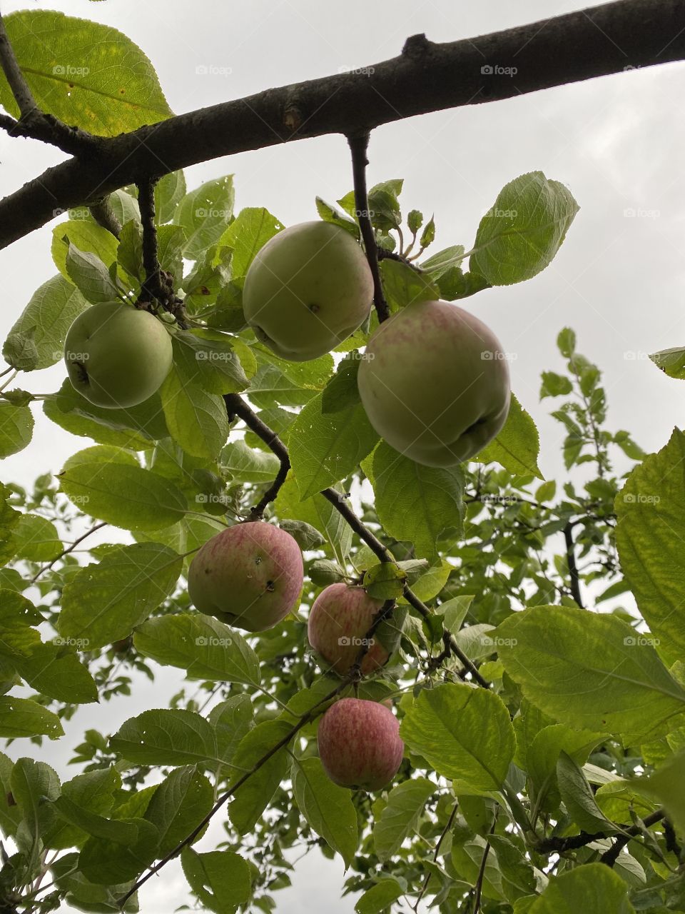 Vertical lay garden apple’s autumn harvest garden 