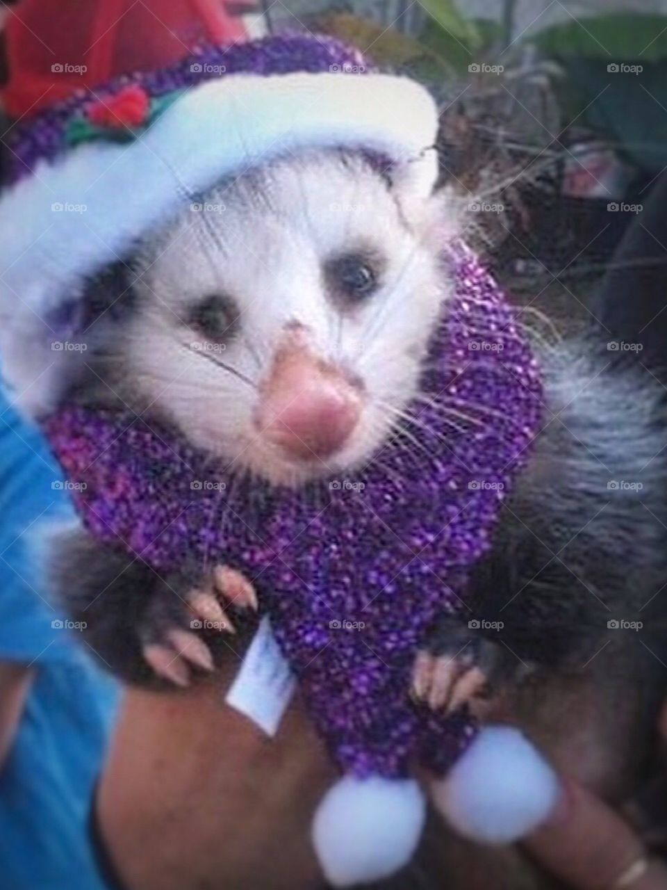 An opossum dressed for Christmas