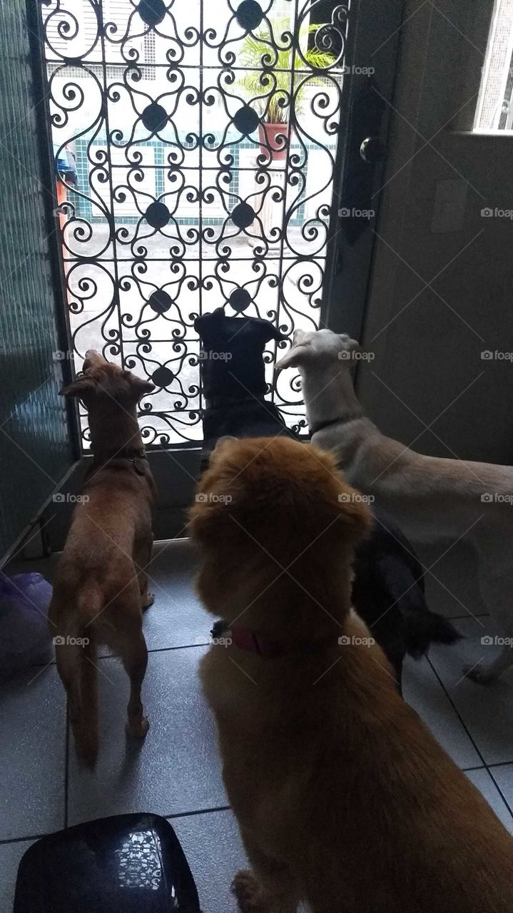 Rescued dogs waiting for mom
