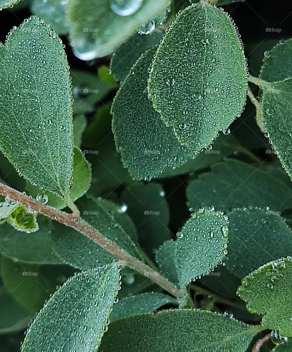 dew