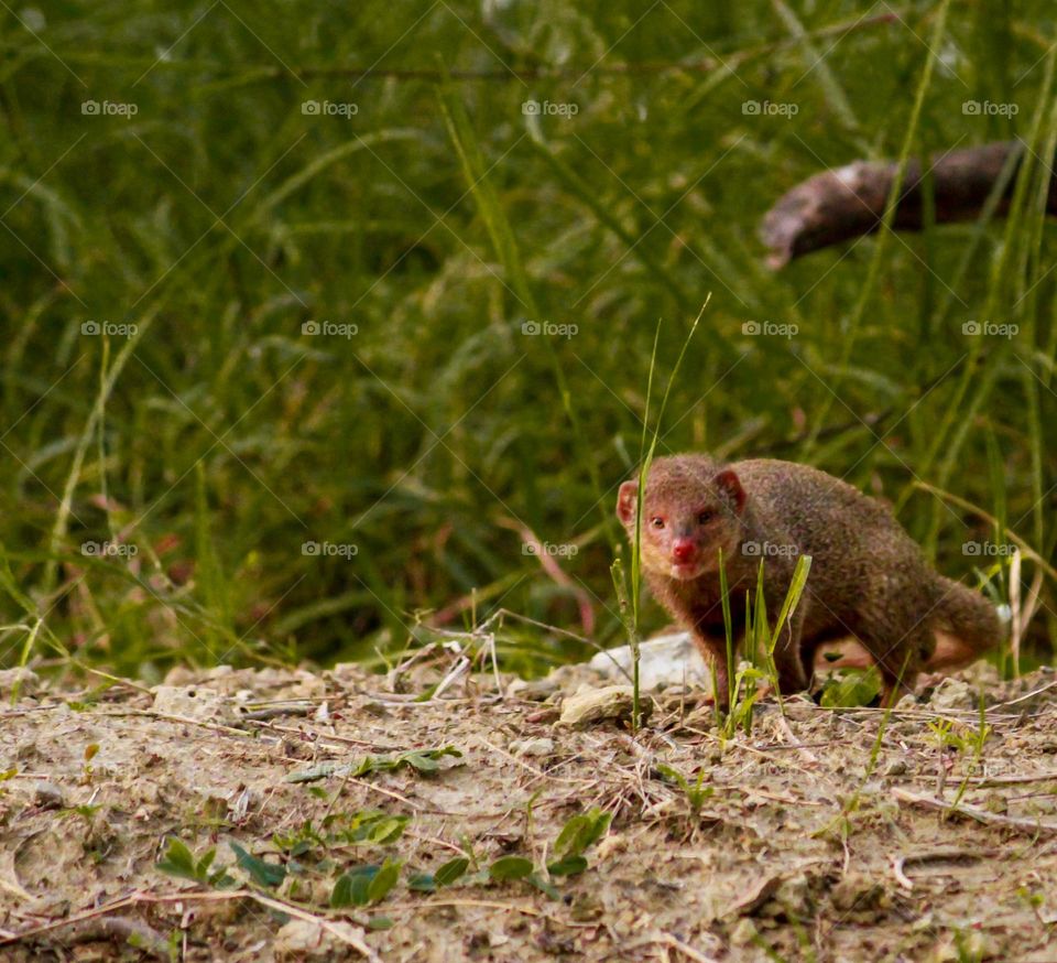 Mongoose