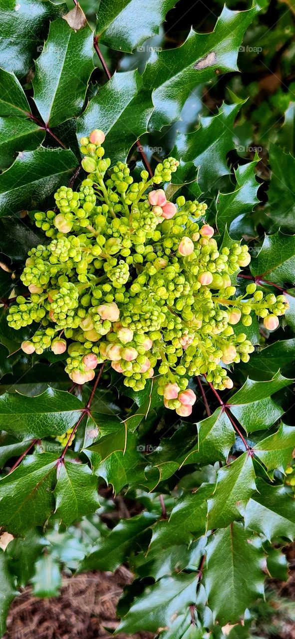 close up view of a green and pink flower bud cluster in an Oregon forest on a Spring afternoon