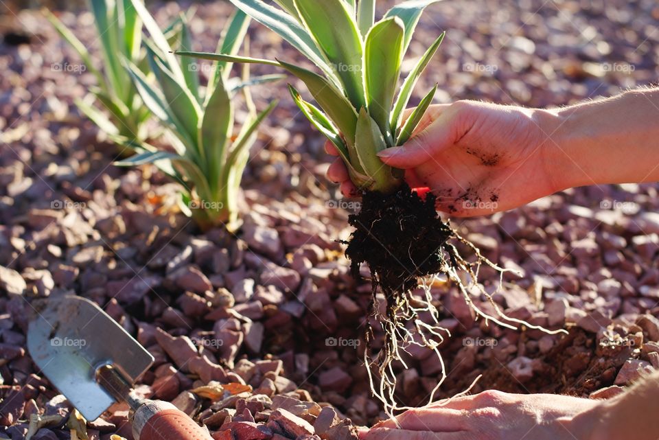 Planting Agave in the yard.