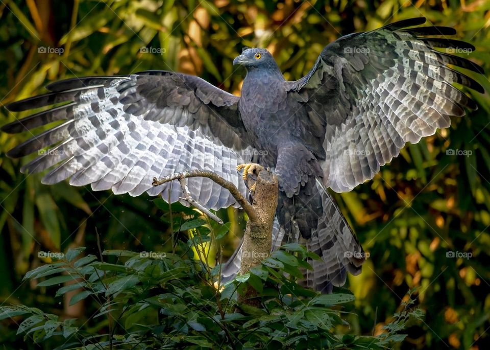 Beautiful and cute eagle bird
